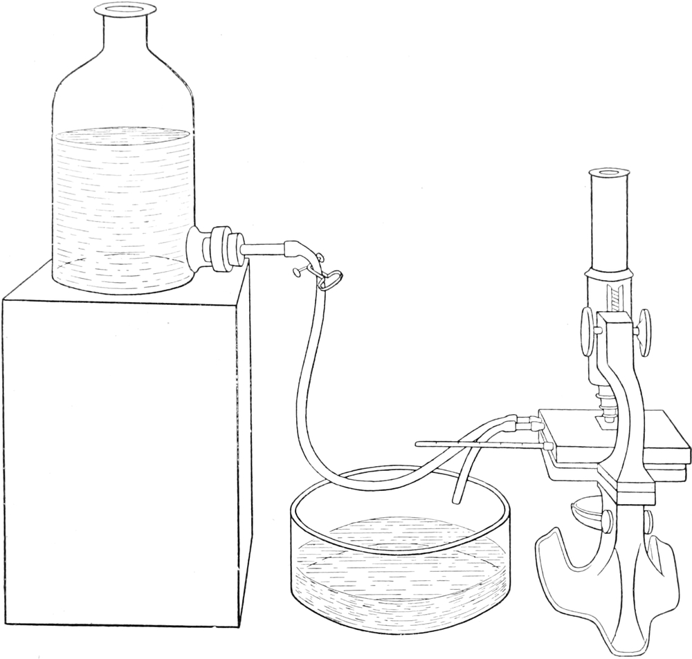 Mikroskopieren auf dem beheizbaren   Objekttisch