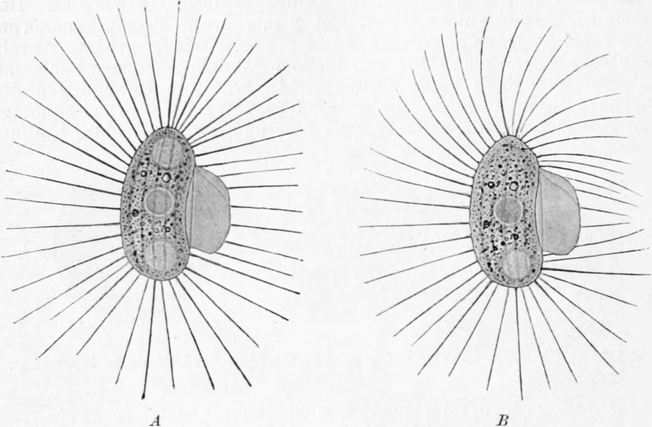 Wimpertierchen ohne und mit   Lichtreiz