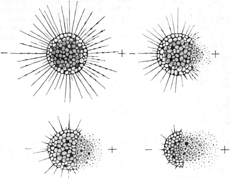 Protoplasmazerfall durch   Einwirkung von Gleichstrom