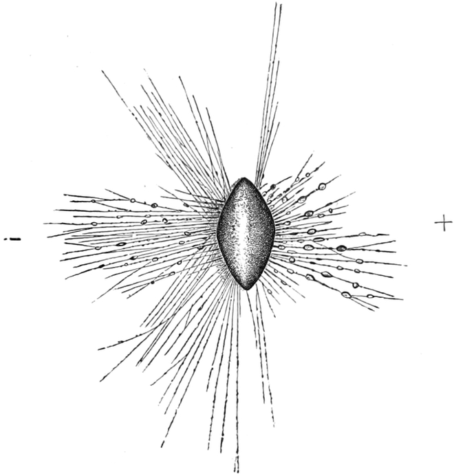 Elektrische Reizung von   Amphistegina