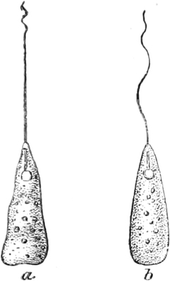 Geißeltierchen, Reizung mit Induktionsstrom