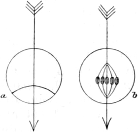 Sporenzelle unter Lichteinfluss