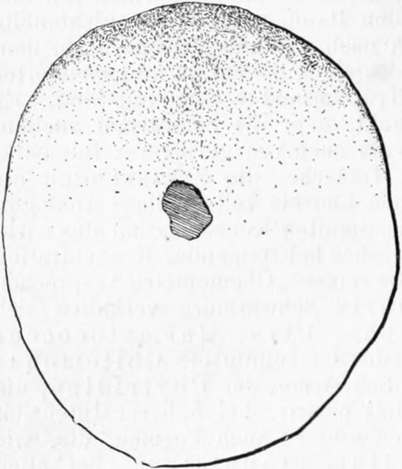Lichteinwirkung auf Diatomeen