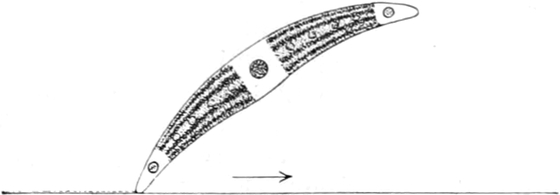 Lichteinwirkung auf eine Alge