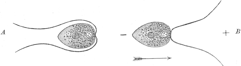 Polytoma uvella im Gleichstrom