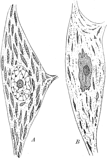 Ganglienzellen des Hundes
