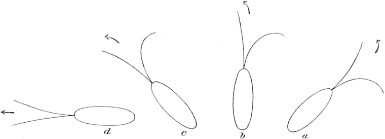 Erregung einer   Geißelinfusorienzelle mit zwei Geißeln