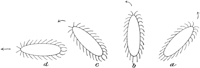 Erregung einer   Wimperninfusorienzelle