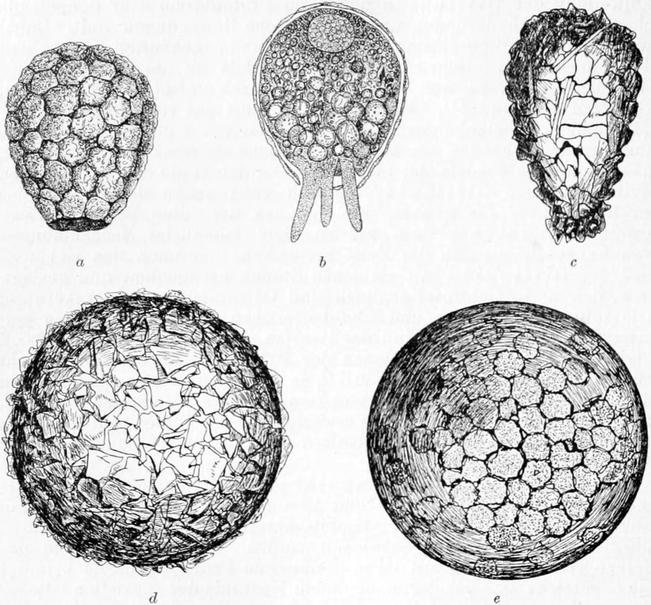 Verschiedene Formen von   Amöbenschalen