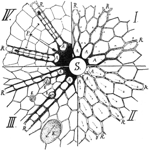 Druck- und Zugverteilung in   einer Wabenstruktur