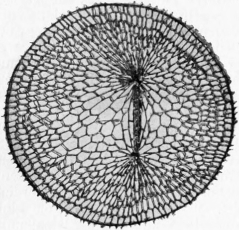 Spannung an zwei Punkten an   einem Gumminetz