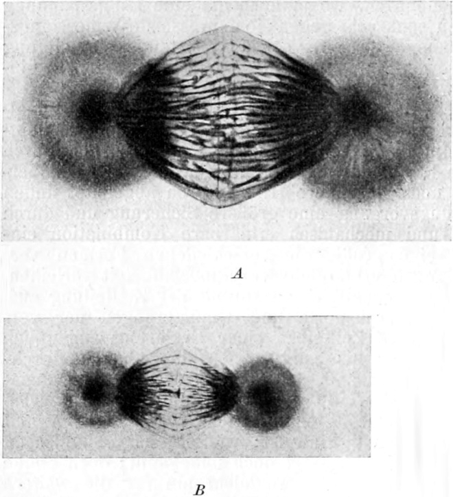 Karyokinetische Figur