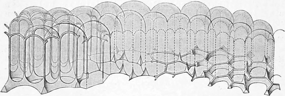 Entstehung unterschiedlicher   Skelettformein in Hohlräumen
