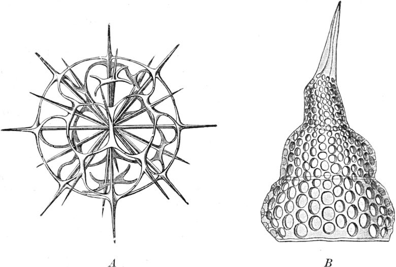 Skelette zweier Radiolarien
