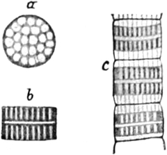 Muskelsegmente der Wespe