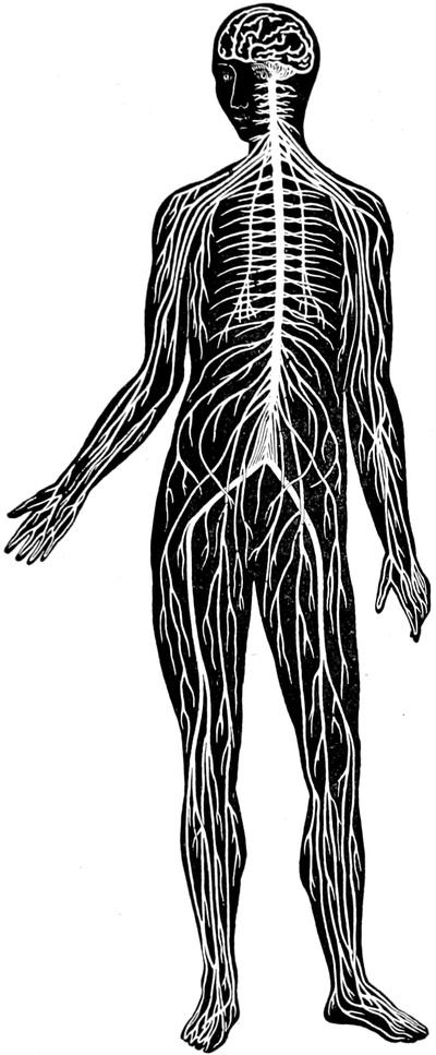 Das Nervensystem des Menschen