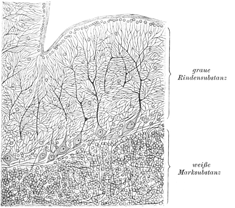 Ganglienzelle aus dem Gehirn   eines Kalbes