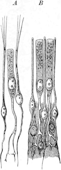 Riechzellen des Frosches und   des Menschen