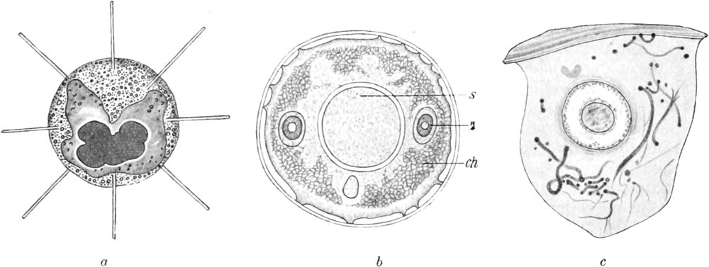 Mikroskopbilder verschiedener Zellen