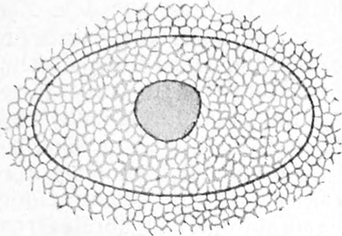 Zellkern einer Ganglienzelle