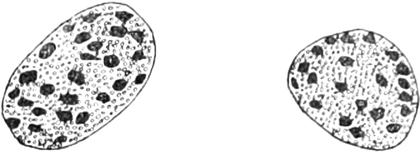 Zellkerne aus den Spinndrüsen einer   Raupe