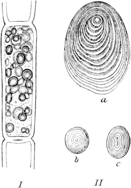 Stärke in Pflanzenzellen