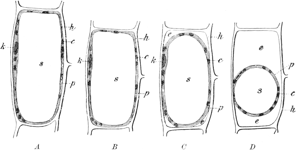Turgor einer Pflanzenzelle