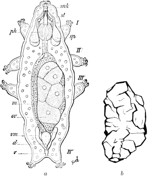 Bärtierchen, lebendig und im   scheintoten Zustand