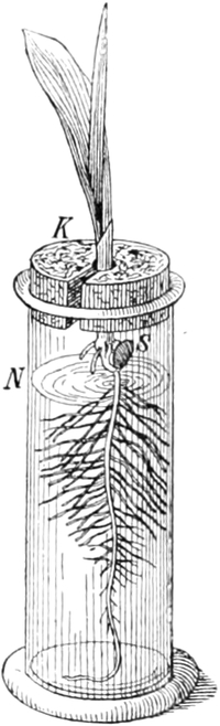 Maispflanze in Nährlösung