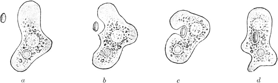 Amöbe bei der Nahrungsaufnahme