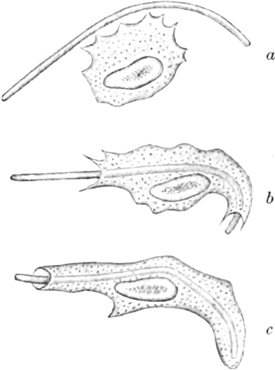 Leukozyt frisst einen   Bakterienfaden