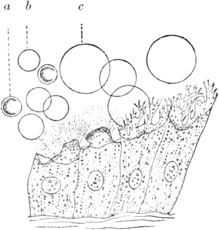 Epithelzellen eines Leberegels
