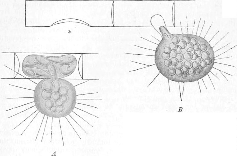 Vampyrella saugt ihre   Nahrungsquelle aus