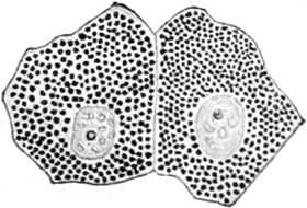 Mikroskopbild von Leberzellen