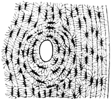 Schliffbild von Knochenzellen