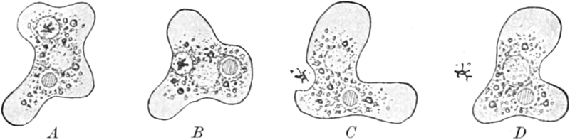 Amöbe bei der Exkretion