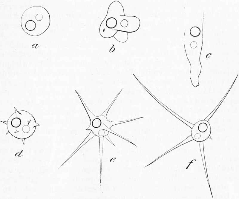 Amöbe mit Scheinfüßchen
