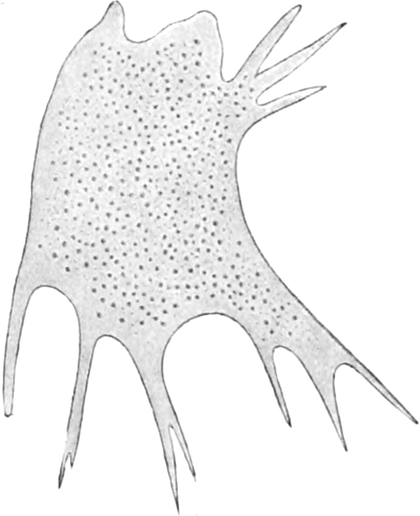 Wurzelfüßler mit verteilter Kernsubstanz