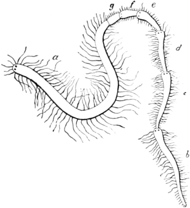 Teilung eines Wurmes