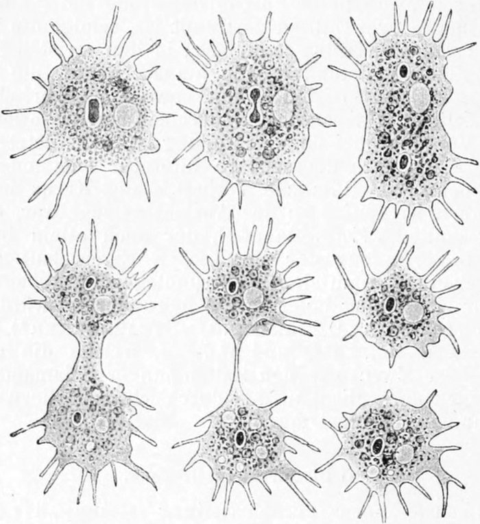 Teilung von Amoeba polypodia