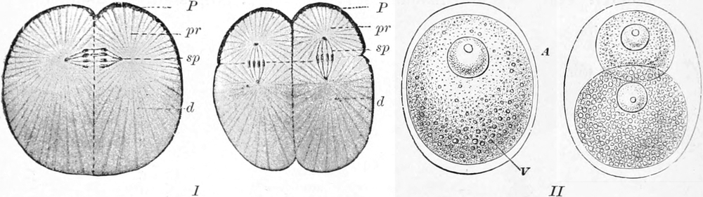 Teilung eines Frosch- und Wurmeies