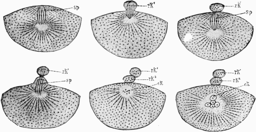 Polzellen eines Seesterns