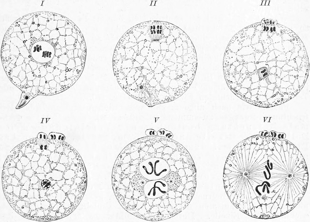 Stadien der Befruchtung eines   Spulwurm-Eies