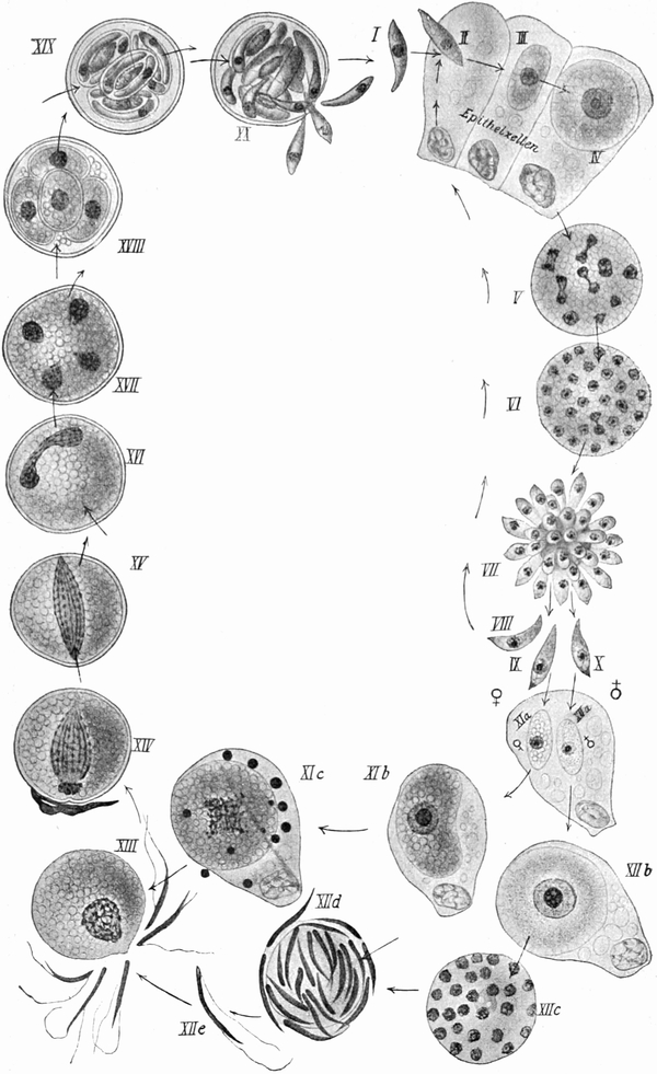 Entwicklungszyklus bei Coccidia