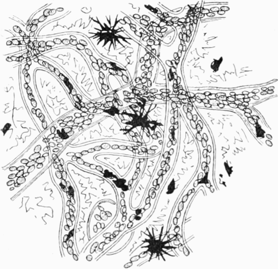 Kapillaren der Schwimmhaut des   Frosches