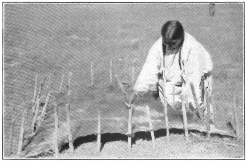 A Cheyenne woman tanning