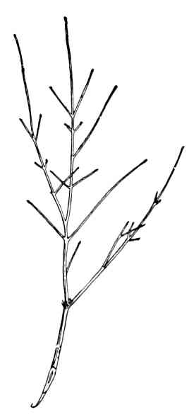 Fig. 157.—Winter spray of ash, an opposite-leaved tree.