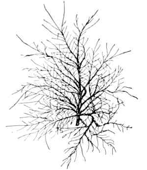 Fig. 158.—Winter spray of elm.