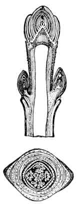 Figs. 161, 162.</span>—Buds of maple: 161, vertical section of a twig; 162, cross section through bud, showing folded leaves in center and scales surrounding them.