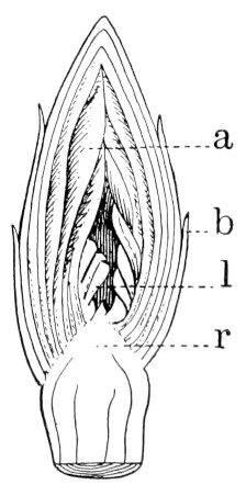 Fig. 163.</span>—Vertical section of hickory bud: <i>a</i>, furry inner scales; <i>b</i>, outer scales; <i>l</i>, folded leaf; <i>r</i>, receptacle.